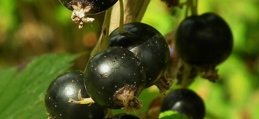Чи варто поливати смородину, коли дозрівають ягоди: поради та рекомендації