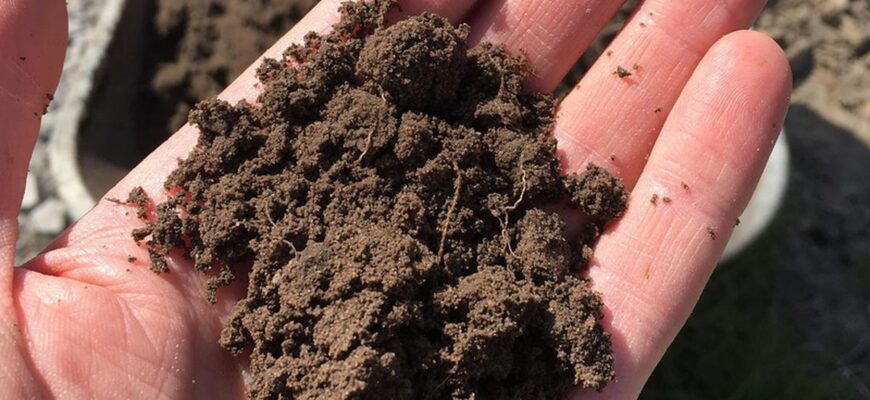 Які добрива обрати для покращення глинистого ґрунту: поради експертів