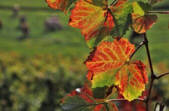 Чому листя змінює колір восени: причини почервоніння дерев
