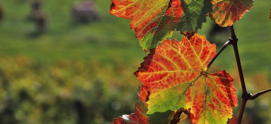 Чому листя змінює колір восени: причини почервоніння дерев
