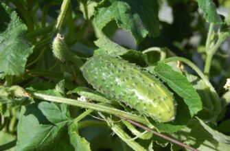 Чи варто збирати перші огірки: рекомендації та поради городників