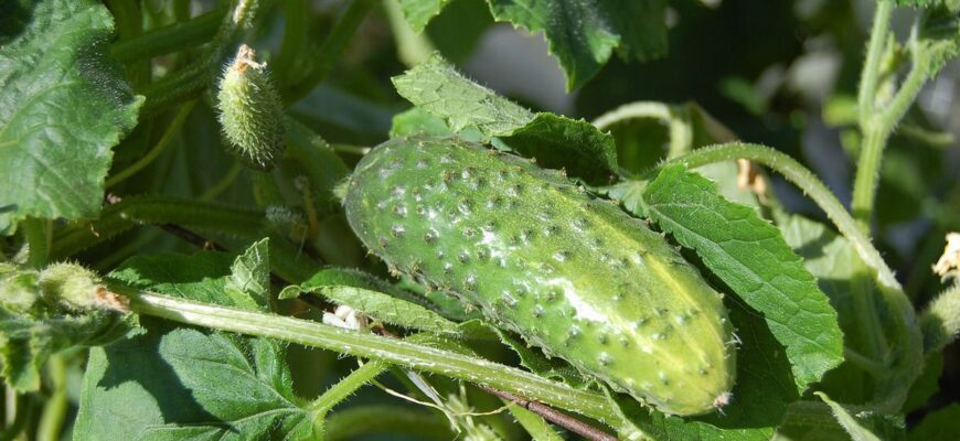 Чи варто збирати перші огірки: рекомендації та поради городників