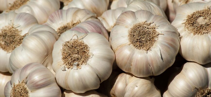 Оптимальний час для обрізки часнику: коли і як правильно це робити
