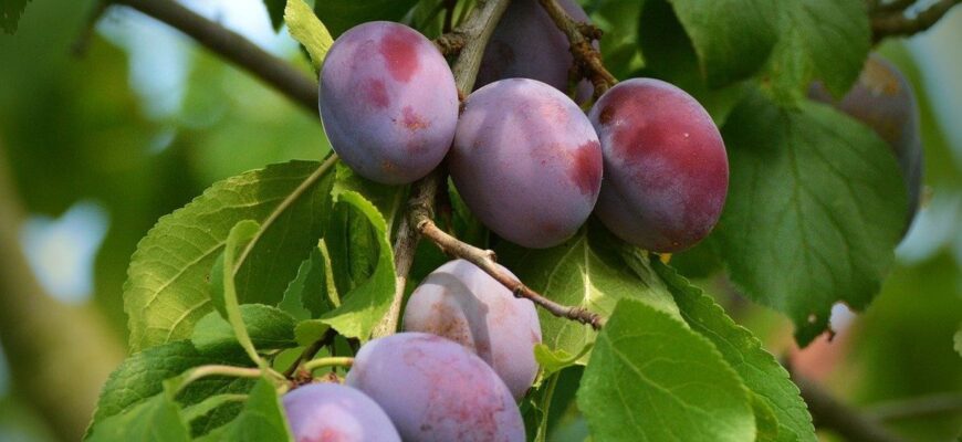 Оптимальний вибір добрив: що потрібно для успішної посадки сливи