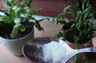 Як ефективно використовувати аспірин для підживлення кімнатних квітів