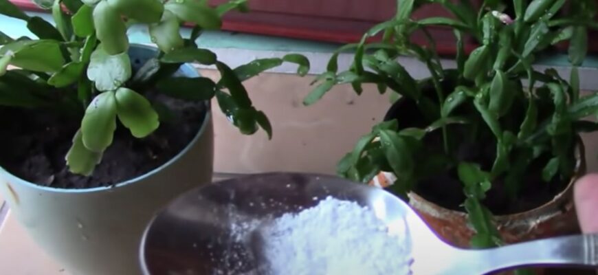 Як ефективно використовувати аспірин для підживлення кімнатних квітів