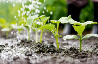 Як правильно зробити дріжджове добриво для огірків: покрокова інструкція