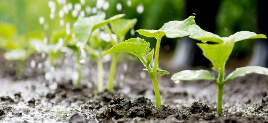 Як правильно зробити дріжджове добриво для огірків: покрокова інструкція
