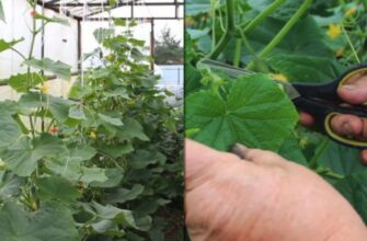 Чи доцільно видаляти великі пасинки огірків для оптимального росту?