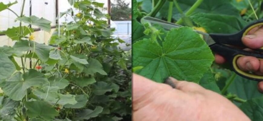 Чи доцільно видаляти великі пасинки огірків для оптимального росту?