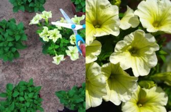 “Чи необхідно обрізати петунію для забезпечення пишного цвітіння?”