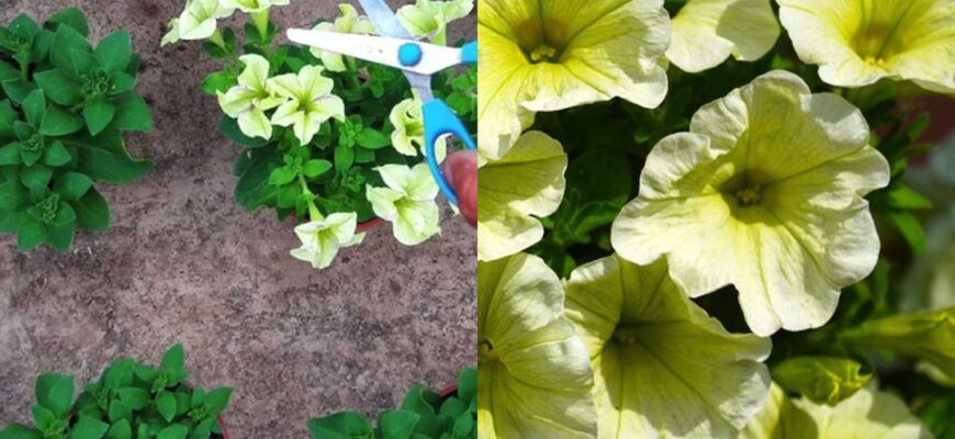 “Чи необхідно обрізати петунію для забезпечення пишного цвітіння?”