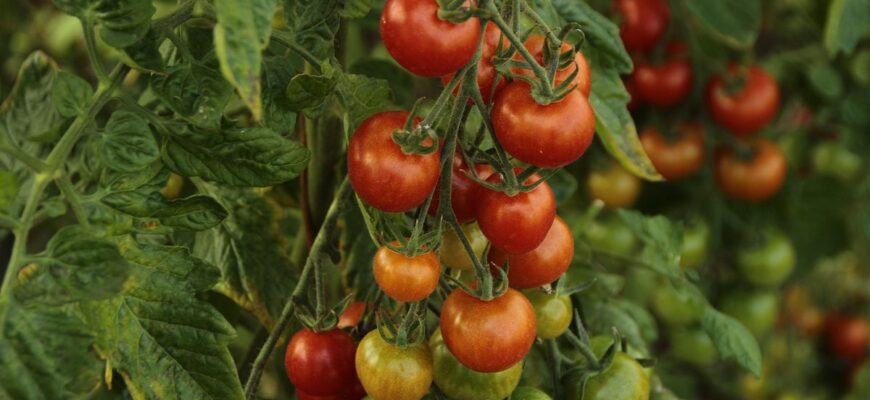 Оптимальні засоби для прискорення дозрівання томатів у домашніх умовах