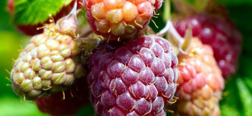 Догляд за малиною в червні: поради для здорового й рясного врожаю