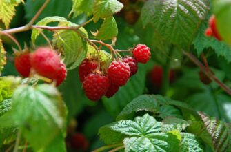 Як правильно та ефективно поливати ремонтантну малину: поради для садівників