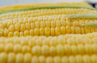 Чи можна заморожувати свіжу кукурудзу цілком: поради та рекомендації