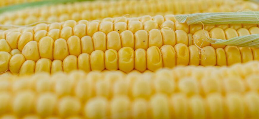 Чи можна заморожувати свіжу кукурудзу цілком: поради та рекомендації