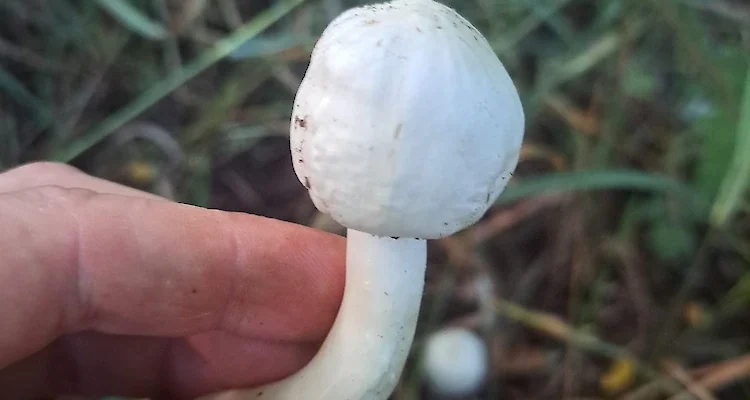 Печериці: які види грибів варто уникати для вашої безпеки