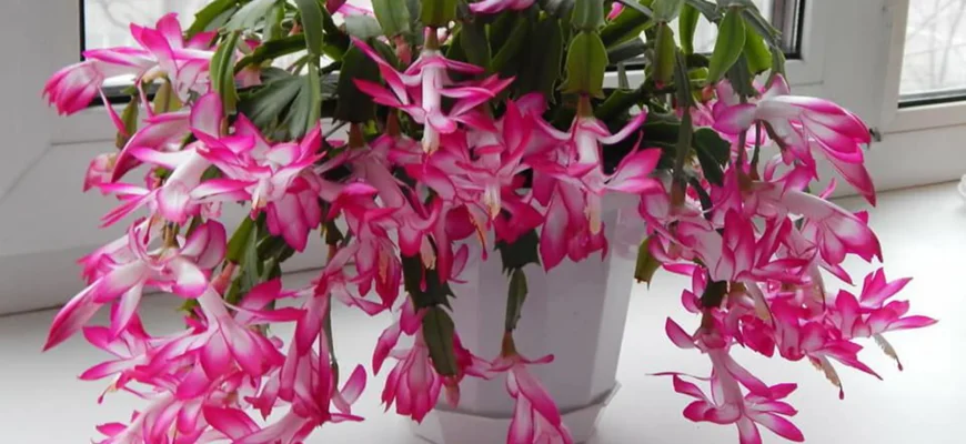 Обрізка декабриста: Як правильно доглядати за кімнатною рослиною? Обрізка декабриста: Як правильно доглядати за кімнатною рослиною?