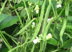 Ефективні добрива для підживлення стручкової квасолі: поради та рекомендації