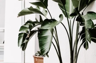 Які квіти підходять для глибоких горщиків: найкращі варіанти для дому