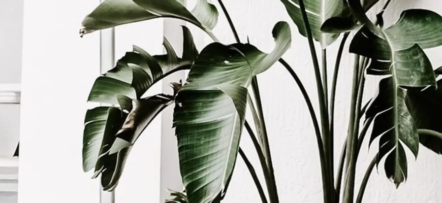 Які квіти підходять для глибоких горщиків: найкращі варіанти для дому