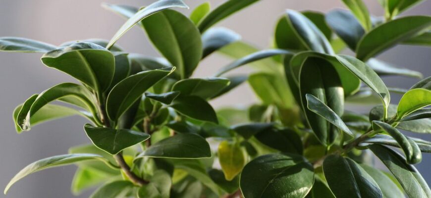 Користь фікуса: очищення повітря, зволоження та естетичний ефект