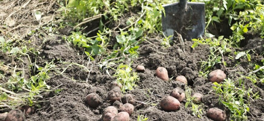 Ефективні методи боротьби з дротяниками: як назавжди їх позбутися