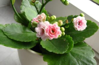 Ознаки нестачі води у каланхое: як вчасно розпізнати проблему