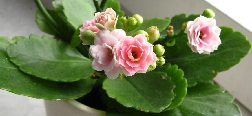 Ознаки нестачі води у каланхое: як вчасно розпізнати проблему