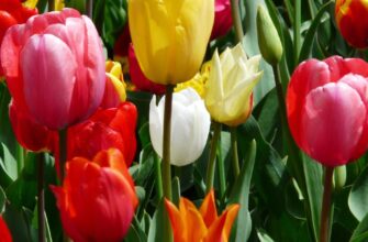 Чому варто викопувати цибулини тюльпанів: ключові причини для садівників