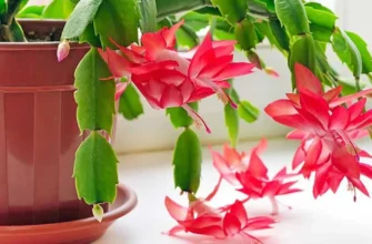 Як забезпечити цвітіння декабриста: поради та ефективні методи