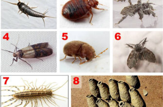 Звідки з’являються комахи у квартирі: основні причини та рішення