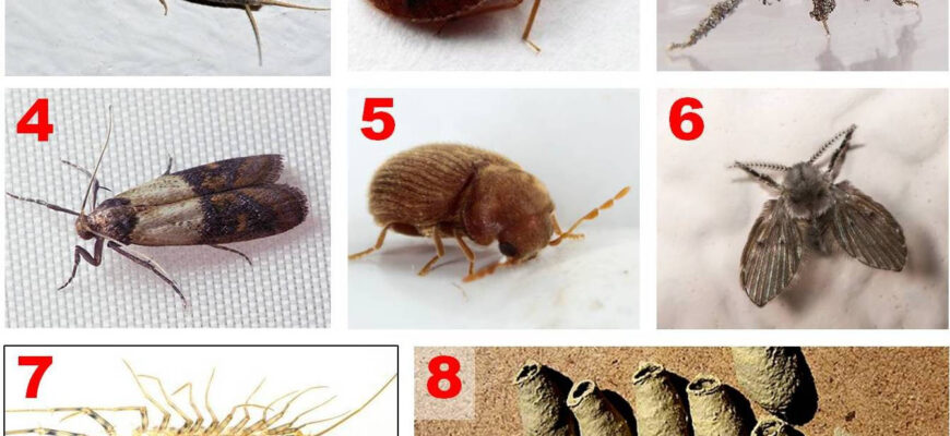 Звідки з’являються комахи у квартирі: основні причини та рішення