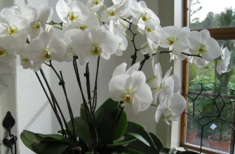 Вплив орхідей на чоловіків: всі секрети та біологічні особливості