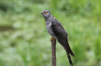 Чому зозуля залишає пташенят в чужих гніздах: пояснення феномена
