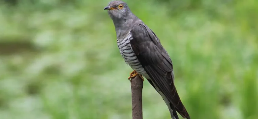 Чому зозуля залишає пташенят в чужих гніздах: пояснення феномена