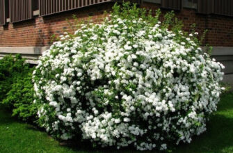 Ефективні способи підживлення спіреї влітку: поради та рекомендації