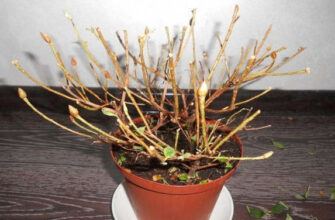 Чому азалія в’яне: основні причини та ефективні рішення проблеми