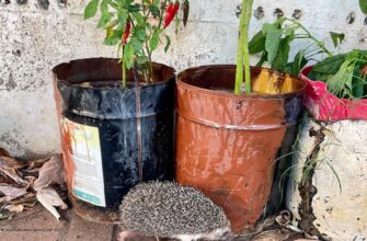 Як їжаки реагують на небезпеку: природні захисні механізми