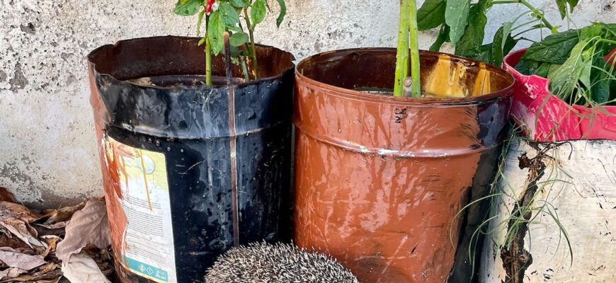 Як їжаки реагують на небезпеку: природні захисні механізми