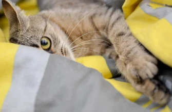 Як позбутися неприємного запаху кота в будинку: ефективні поради
