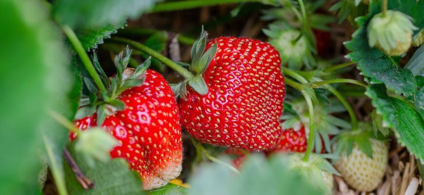Чи варто удобрювати полуницю, посаджену восени, для кращого врожаю?