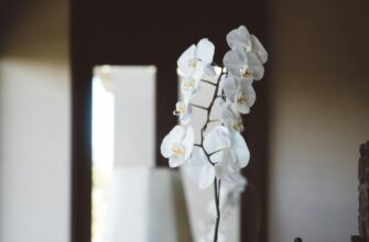 Коли й як правильно обрізати гілки орхідеї для здорового росту