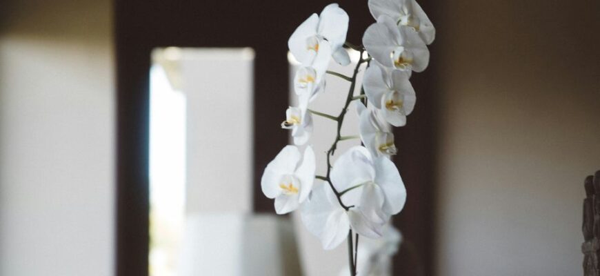 Коли й як правильно обрізати гілки орхідеї для здорового росту