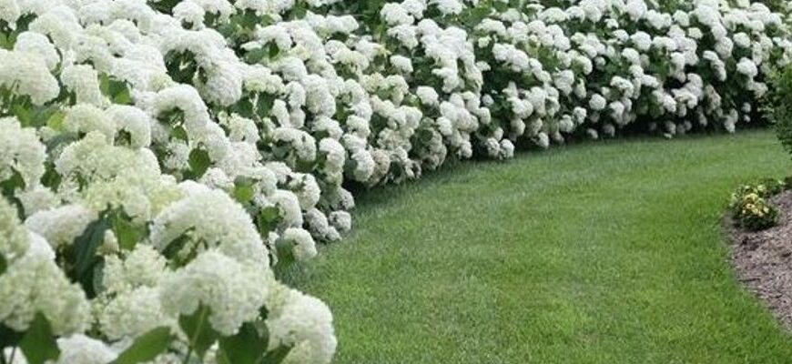 Що саме покласти в землю для успішної посадки гортензії: поради експертів