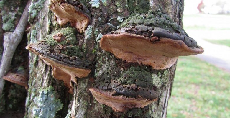 Ефективні методи боротьби з трутовими грибами на садових деревах