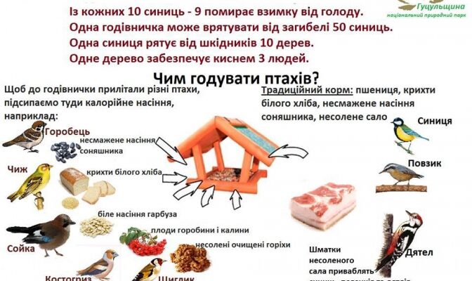 Оптимальні насипки для годівниці: як привернути синиць взимку