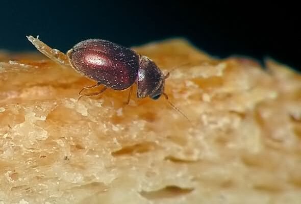 Чого найбільше боїться хлібний точильник: ефективні методи боротьби