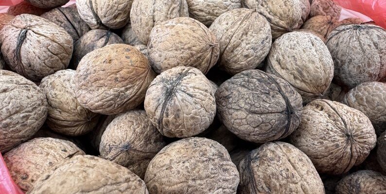 Скільки коштують волоські горіхи в Росії: ціни та особливості ринку